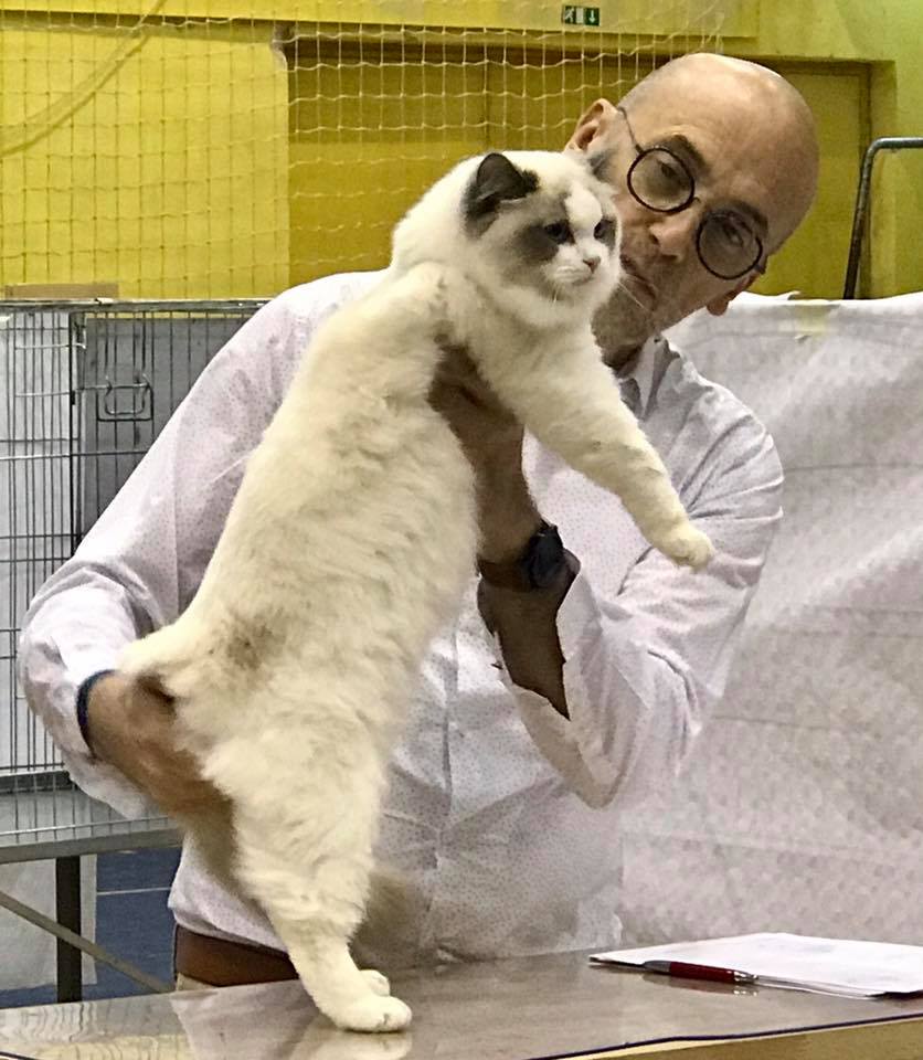 /images/Galeria/Kiállítások (Cat shows)/18700188_437016289999404_2927048557390493852_n.jpg